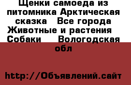 Щенки самоеда из питомника Арктическая сказка - Все города Животные и растения » Собаки   . Вологодская обл.